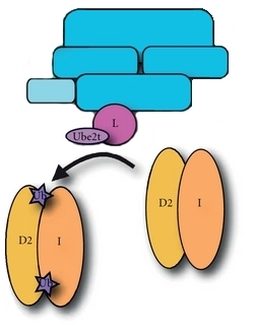 Interaction between the Core Complex and the ID complex.