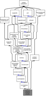 Fanconi Anemia nuclear complex ancestor term chart