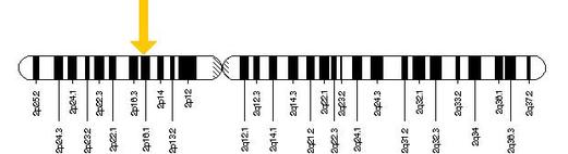 The location of the FANCL gene on chromosome 2.